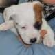 Chiots D'apparence Jack Russel...